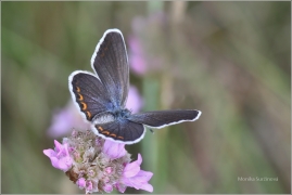 <p>MODRÁSEK PODOBNÝ- samička (Plebejus argyrognomon) Mladá Boleslav - Radouč ---- /Reverdin's blue b utterfly - Kronwicken-Bläuling/</p>